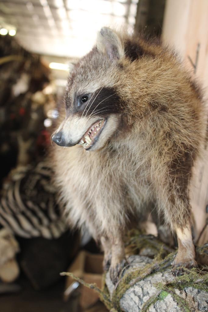 Life-sized RACCOON on a Lightweight Log Wall Base - 7
