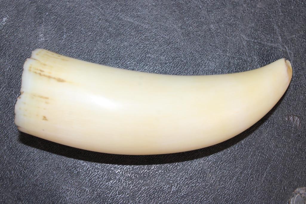 Pre 1972 SPERM WHALE Tooth - 2