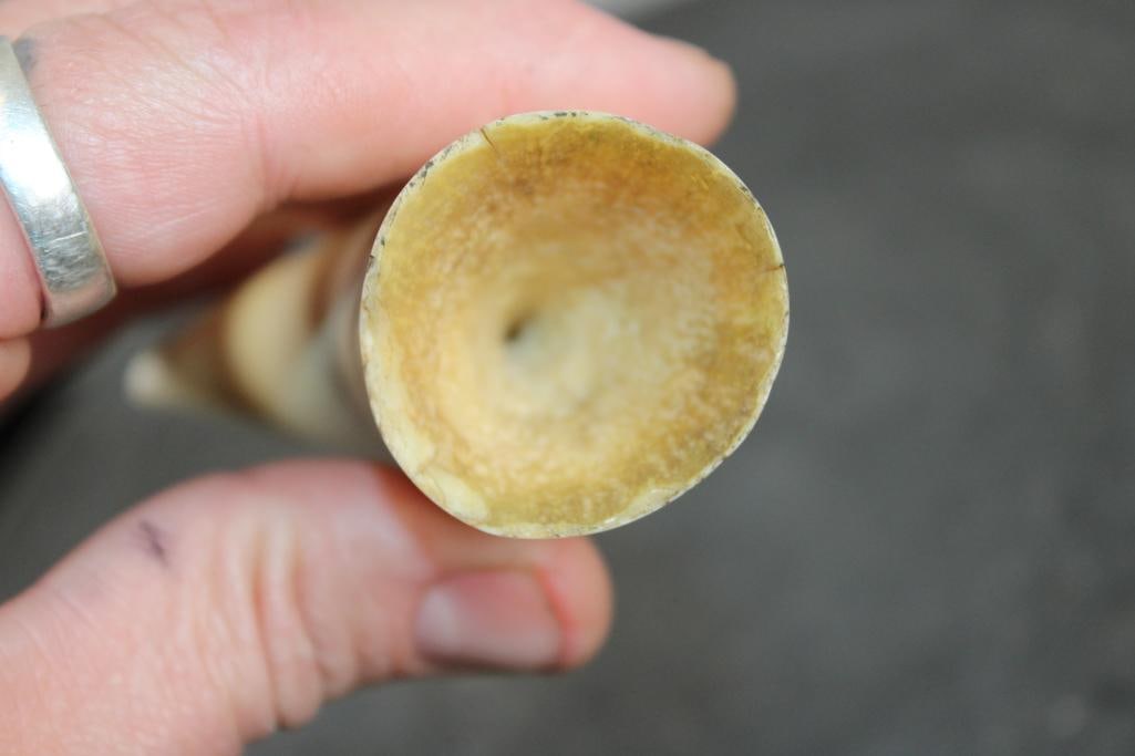 Pre 1972 SPERM WHALE Tooth - 3