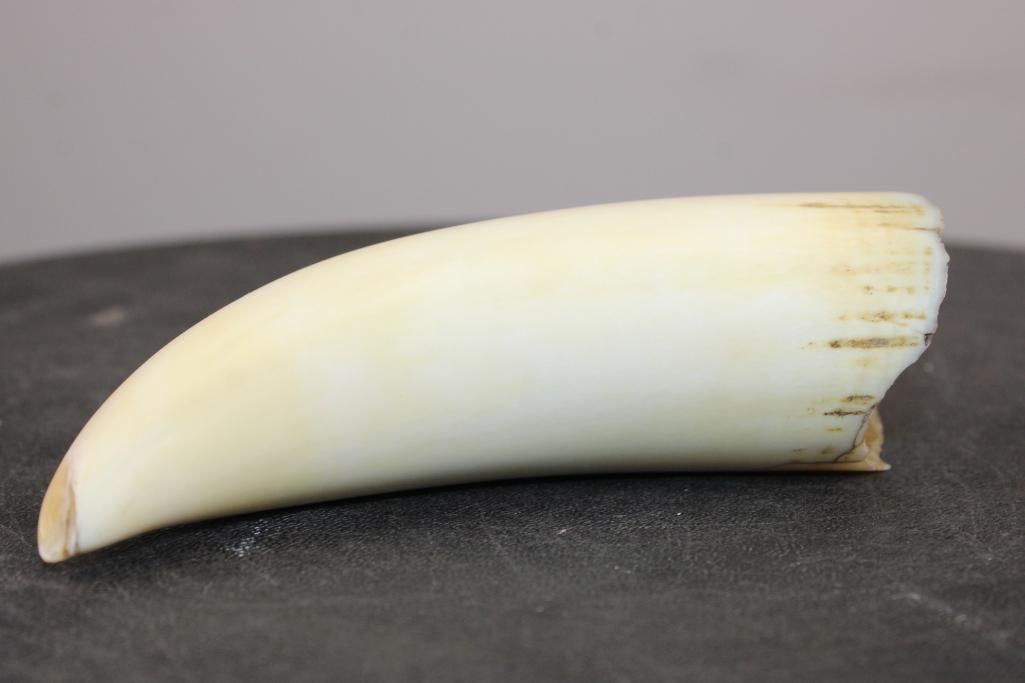 Pre 1972 SPERM WHALE Tooth - 4
