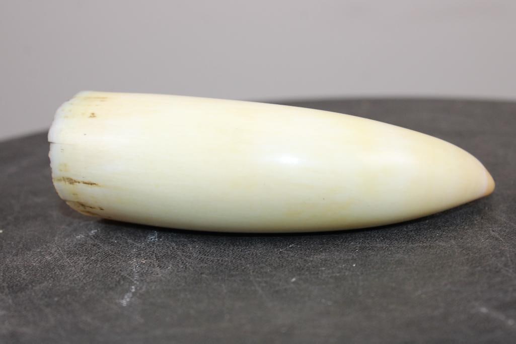 Pre 1972 SPERM WHALE Tooth - 5
