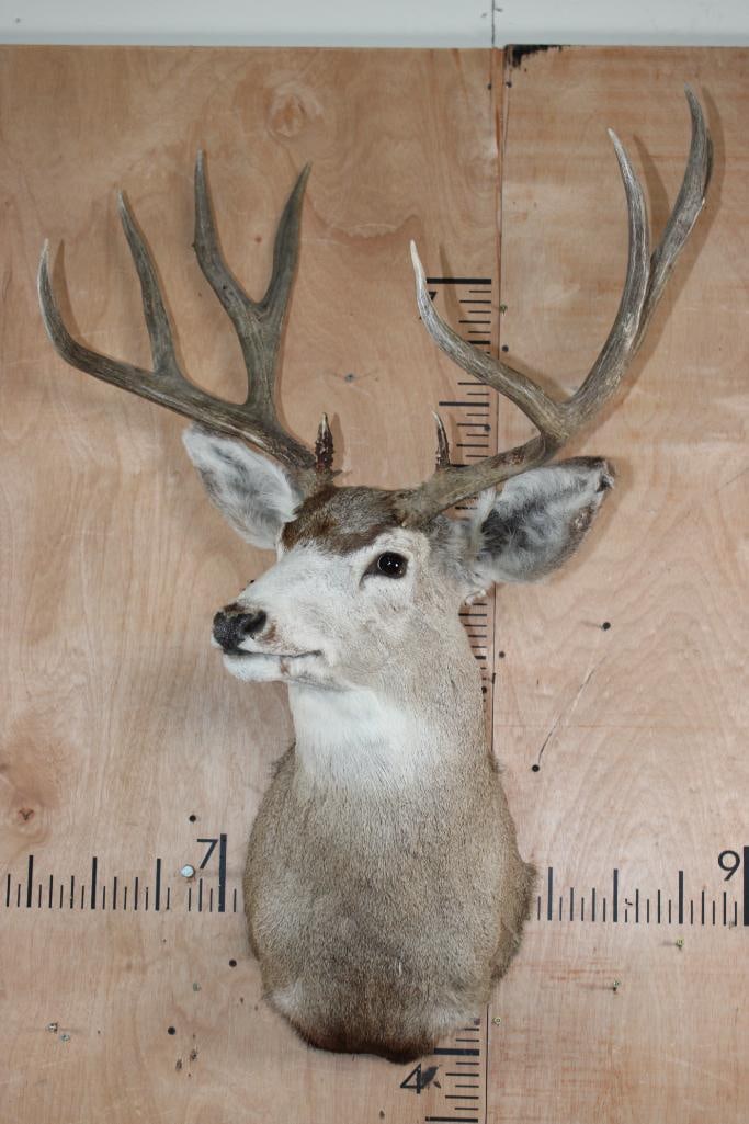 9-Point MULE DEER Shoulder Mount - 2