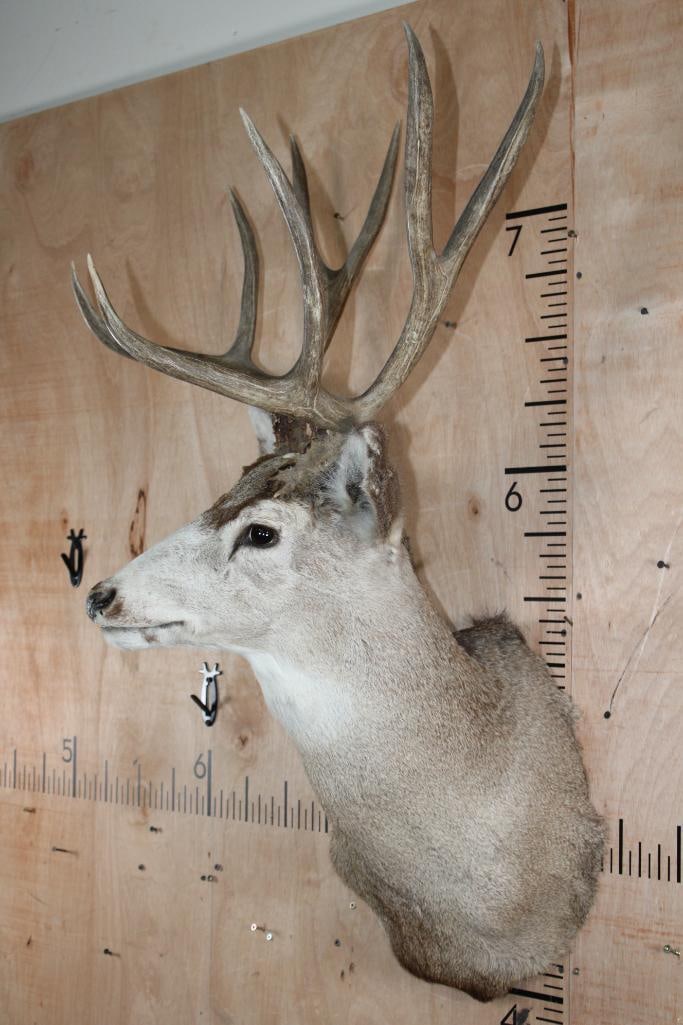 9-Point MULE DEER Shoulder Mount - 3