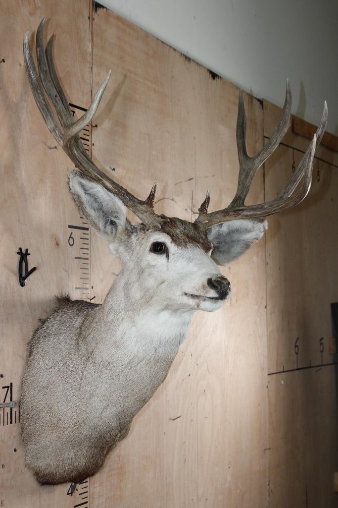 9-Point MULE DEER Shoulder Mount - 4