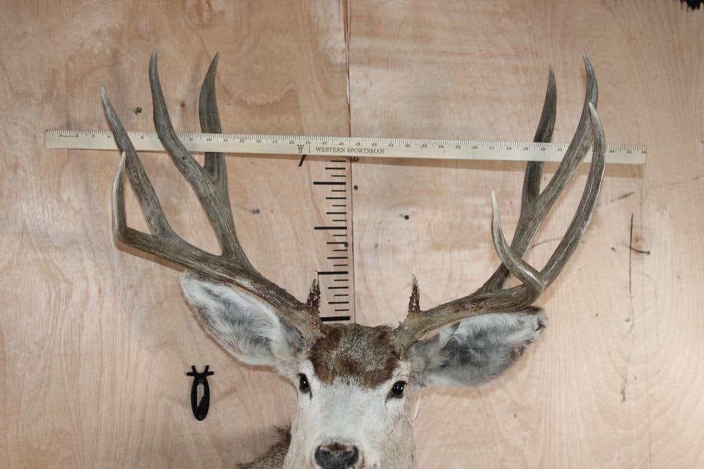 9-Point MULE DEER Shoulder Mount - 5