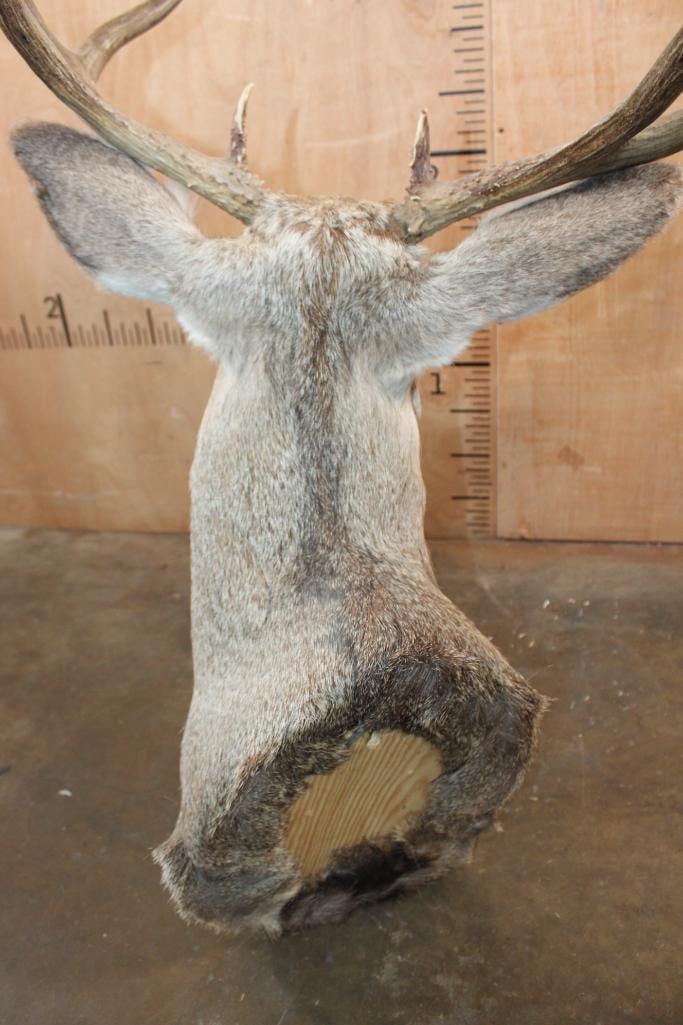 9-Point MULE DEER Shoulder Mount - 6
