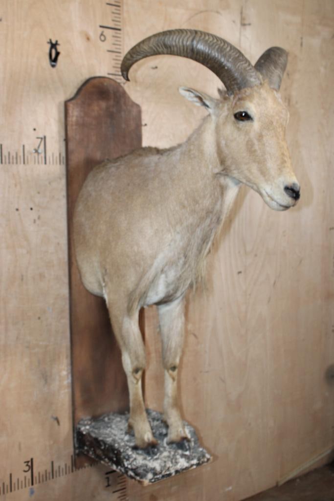 Half-body AOUDAD on a Wood Plaque Wall Hanging Base - 2