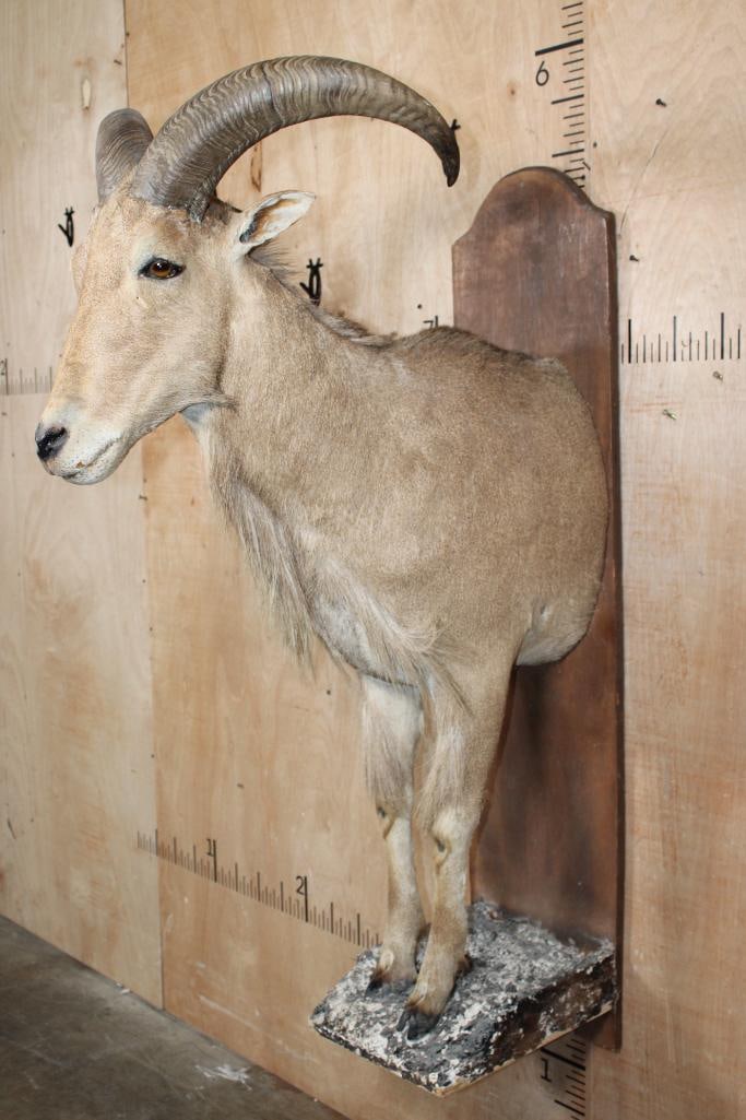 Half-body AOUDAD on a Wood Plaque Wall Hanging Base - 3