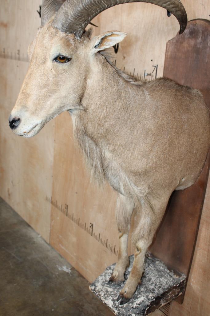Half-body AOUDAD on a Wood Plaque Wall Hanging Base - 4