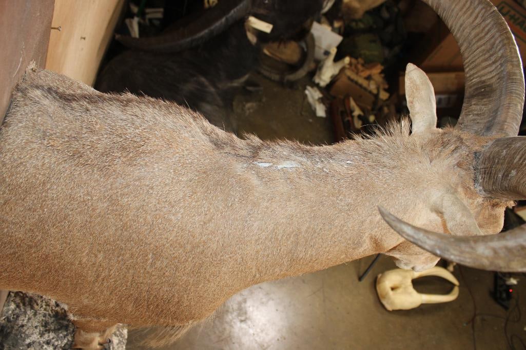 Half-body AOUDAD on a Wood Plaque Wall Hanging Base - 8