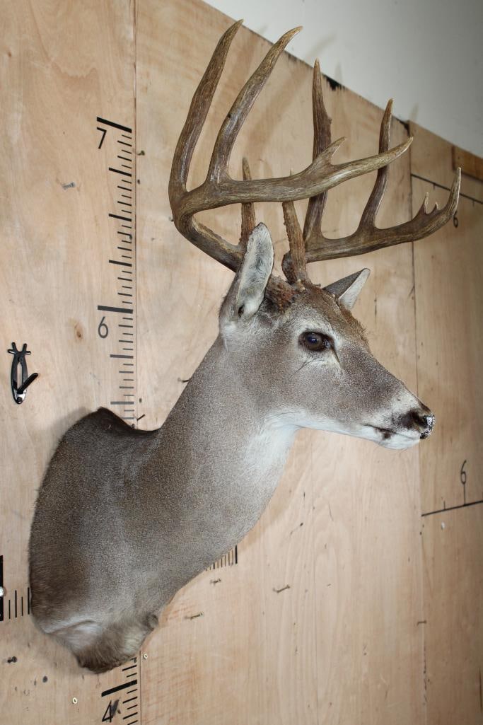 10-Point WHITETAIL DEER Shoulder Mount - 2
