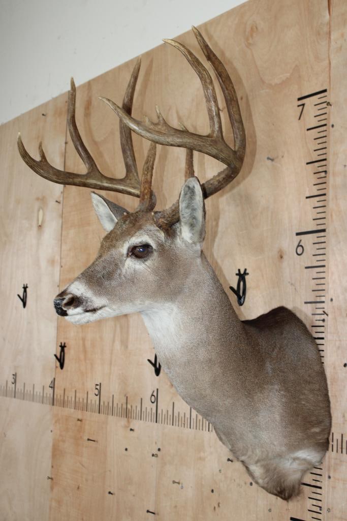 10-Point WHITETAIL DEER Shoulder Mount - 3