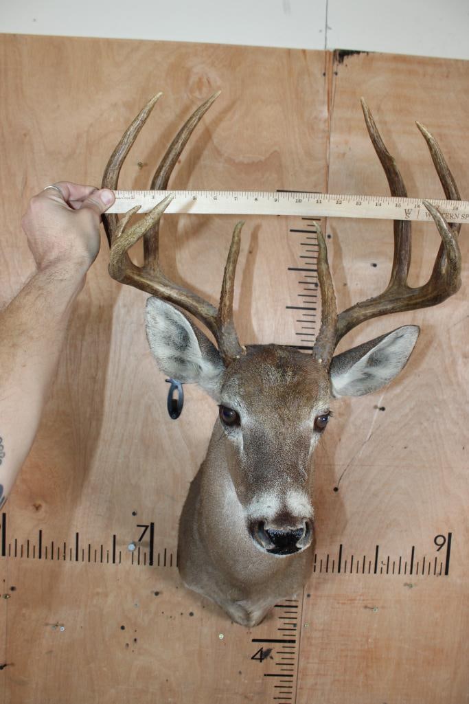 10-Point WHITETAIL DEER Shoulder Mount - 4