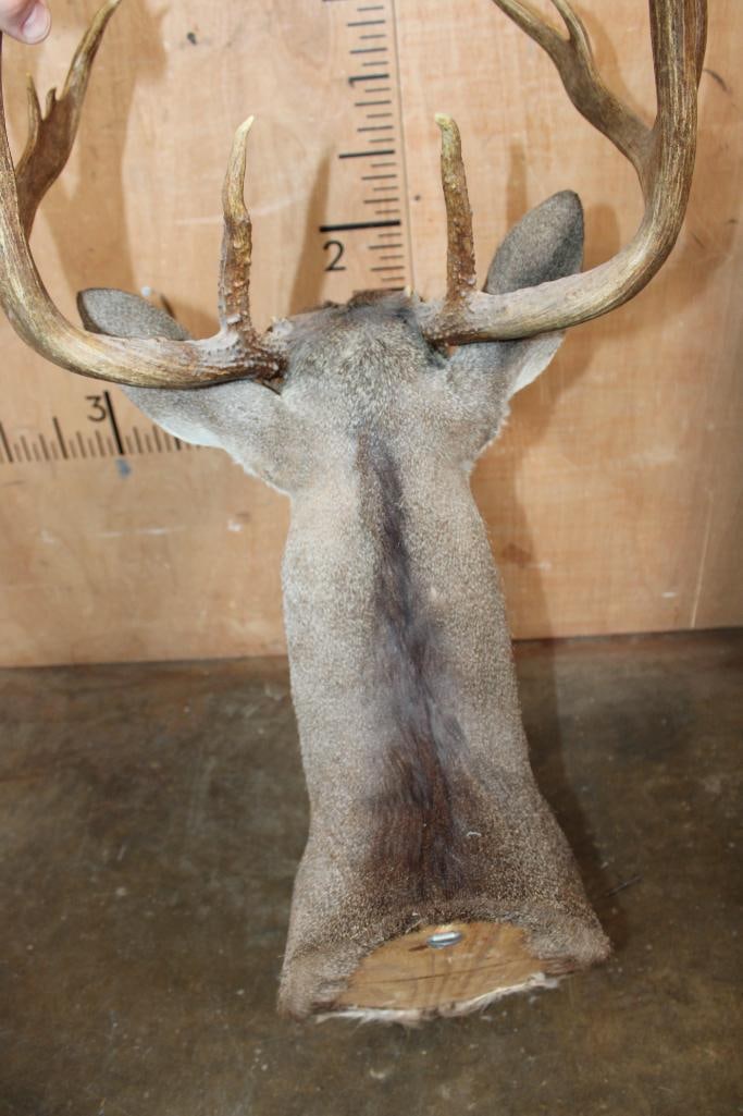 10-Point WHITETAIL DEER Shoulder Mount - 5