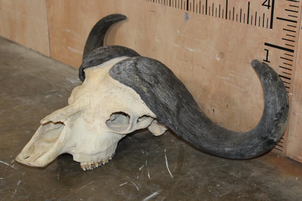 CAPE BUFFALO Skull - 2