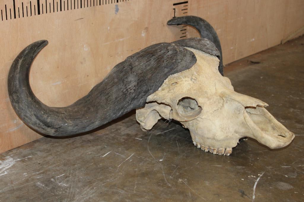CAPE BUFFALO Skull - 3