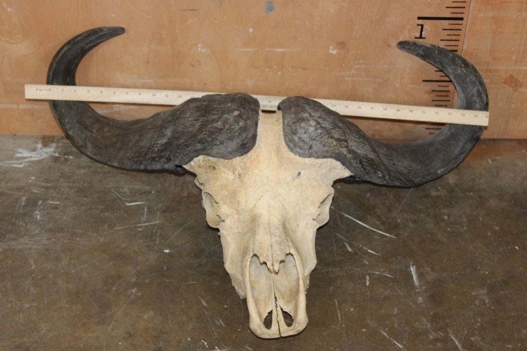 CAPE BUFFALO Skull - 4