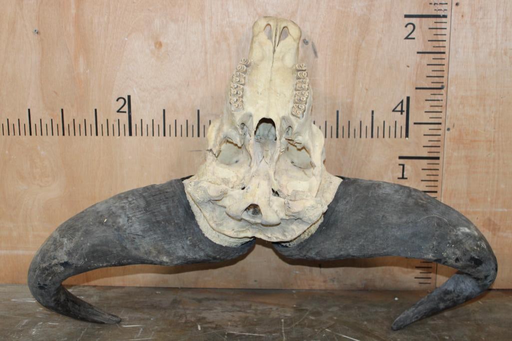 CAPE BUFFALO Skull - 5