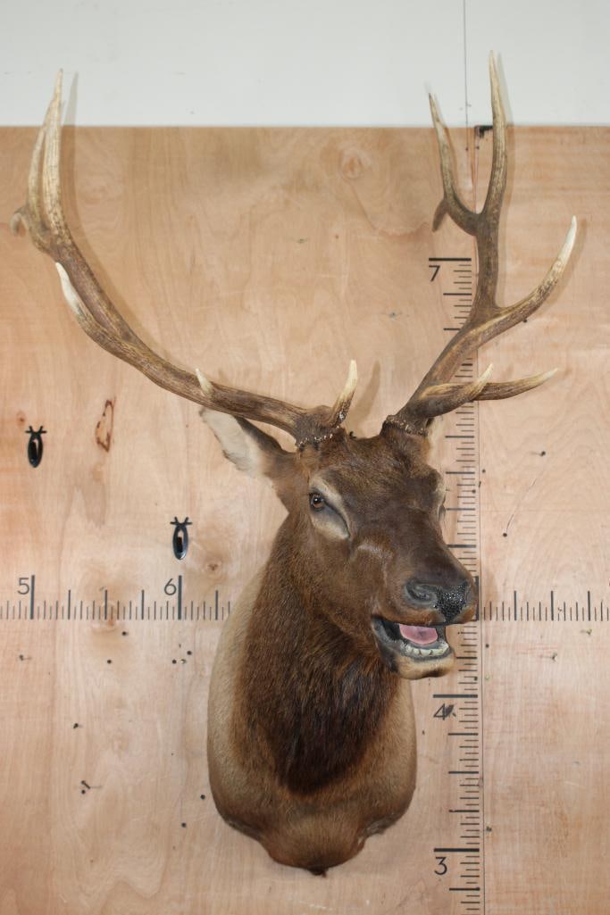 12-Point ELK Shoulder Mount - 2