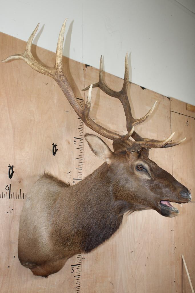 12-Point ELK Shoulder Mount - 3