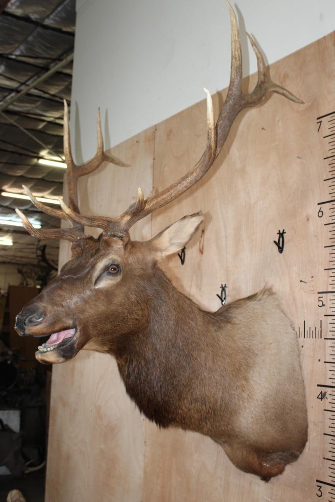 12-Point ELK Shoulder Mount - 4