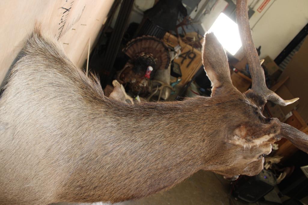 12-Point ELK Shoulder Mount - 7