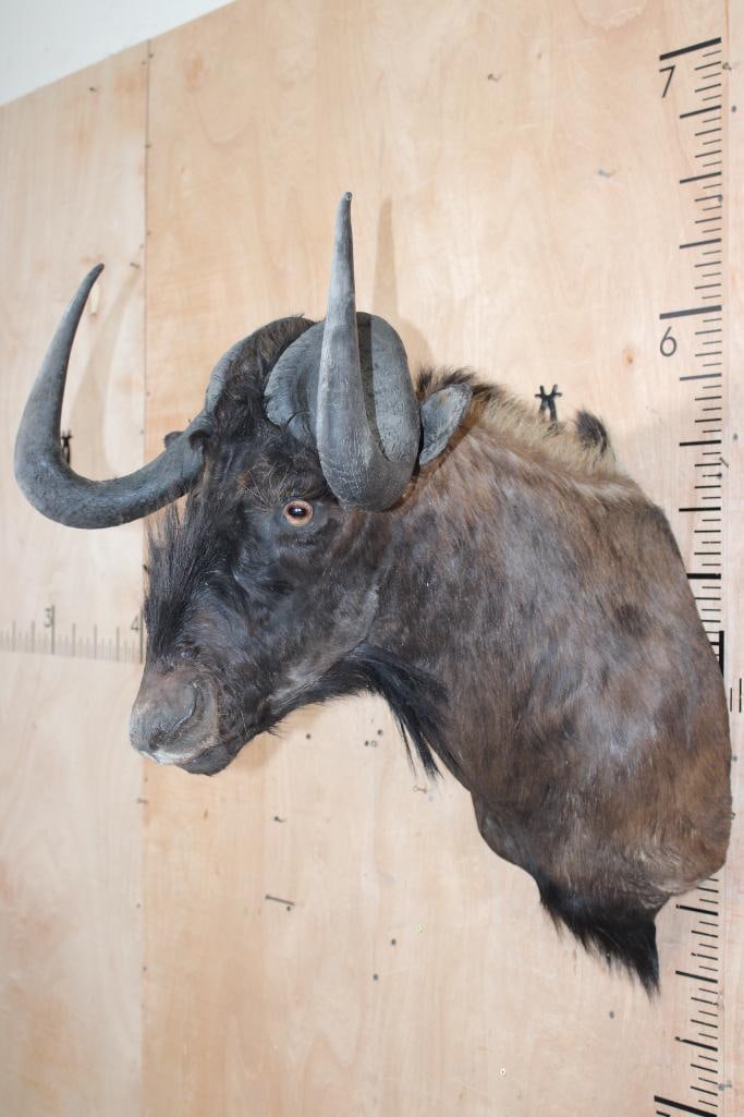 BLACK WILDEBEEST Shoulder Mount - 2