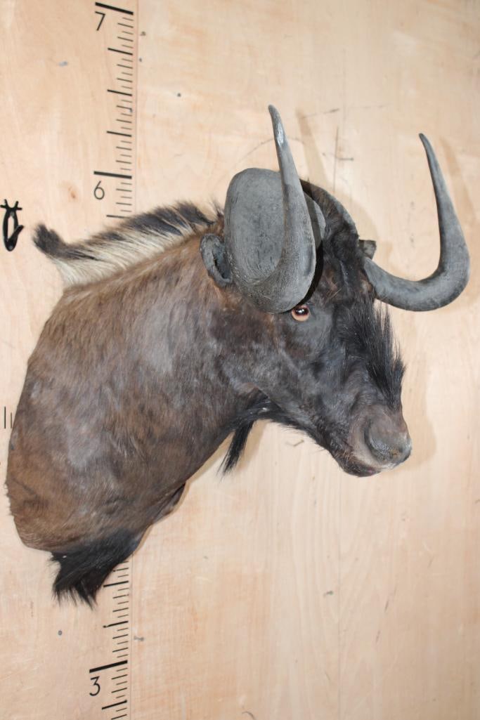 BLACK WILDEBEEST Shoulder Mount - 3
