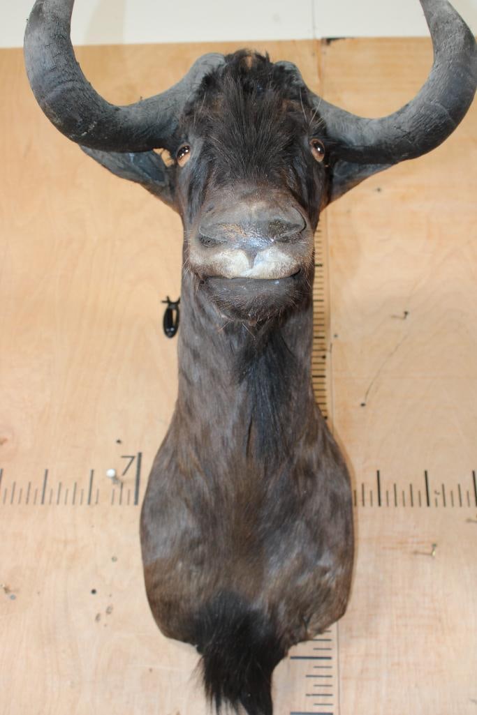 BLACK WILDEBEEST Shoulder Mount - 4