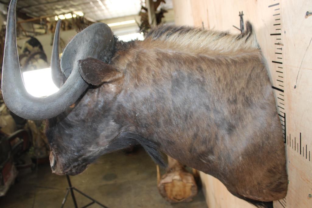 BLACK WILDEBEEST Shoulder Mount - 5