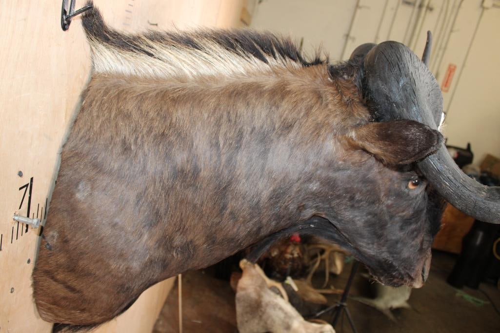 BLACK WILDEBEEST Shoulder Mount - 6