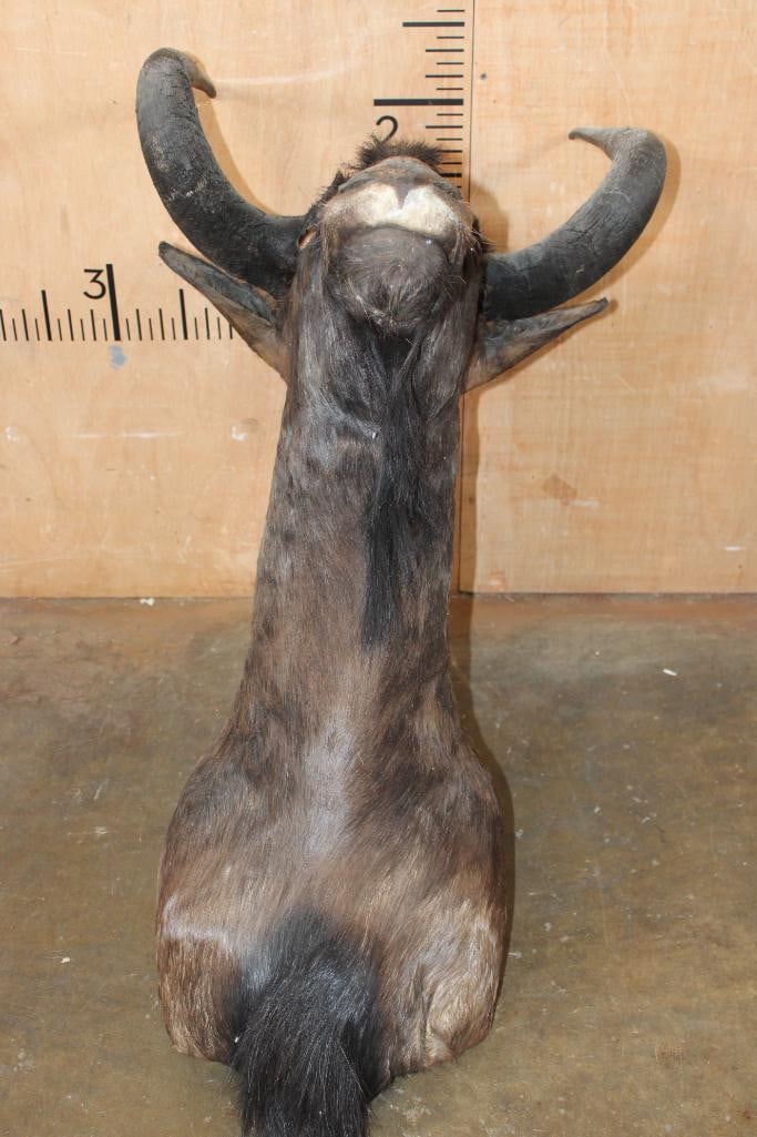 BLACK WILDEBEEST Shoulder Mount - 7