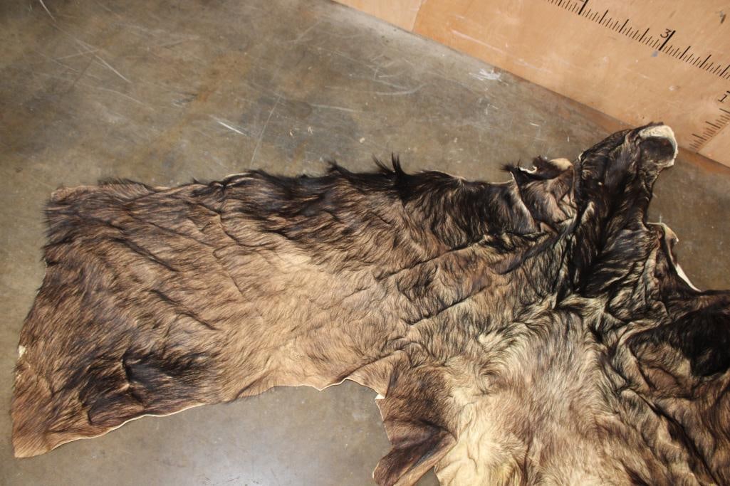 XXL CAPE BUFFALO Cape for a Taxidermy Shoulder Mount - 2