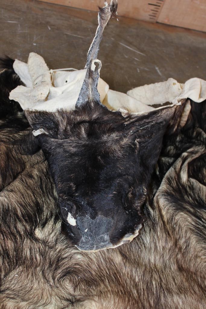 XXL CAPE BUFFALO Cape for a Taxidermy Shoulder Mount - 7