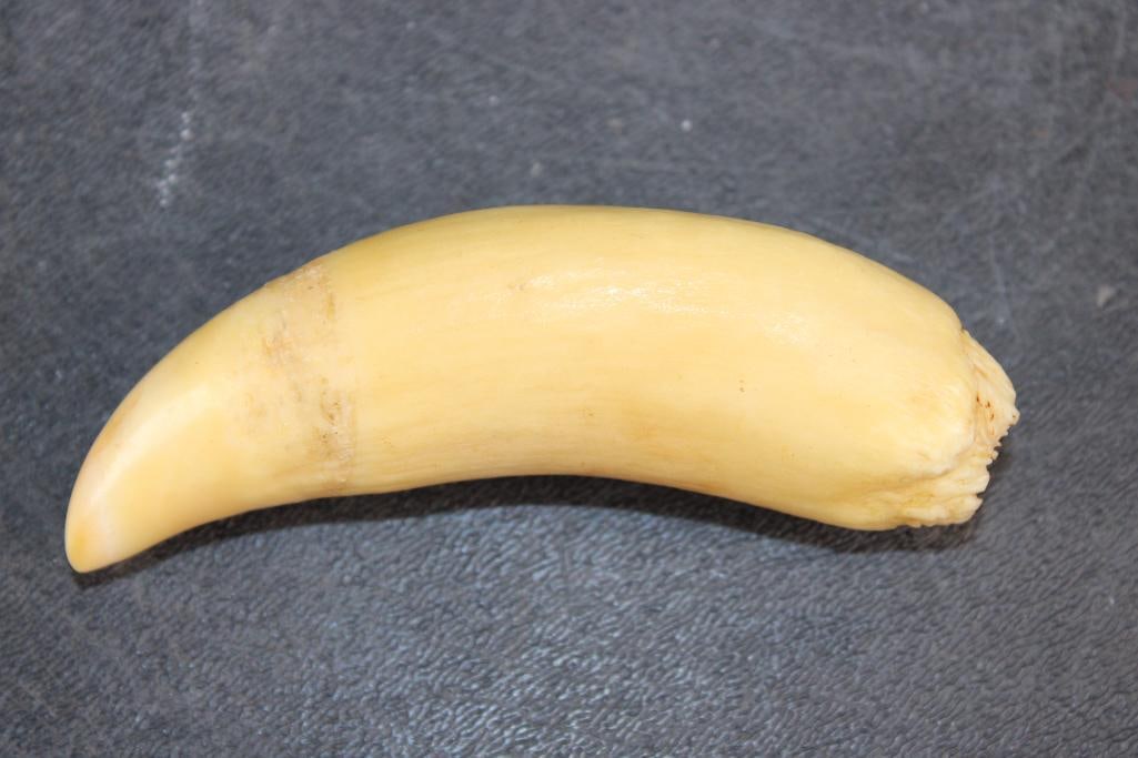 Pre 1972 ORCA WHALE Tooth - 2