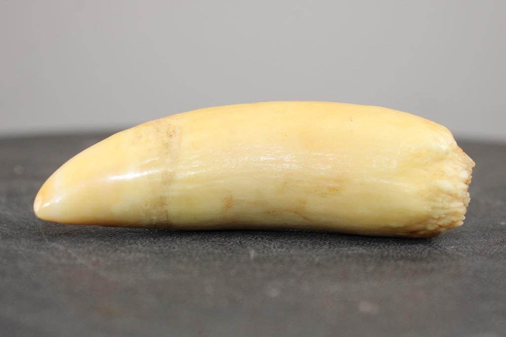 Pre 1972 ORCA WHALE Tooth - 3