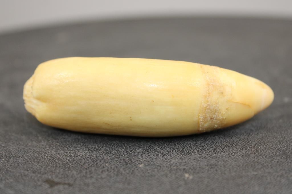 Pre 1972 ORCA WHALE Tooth - 4