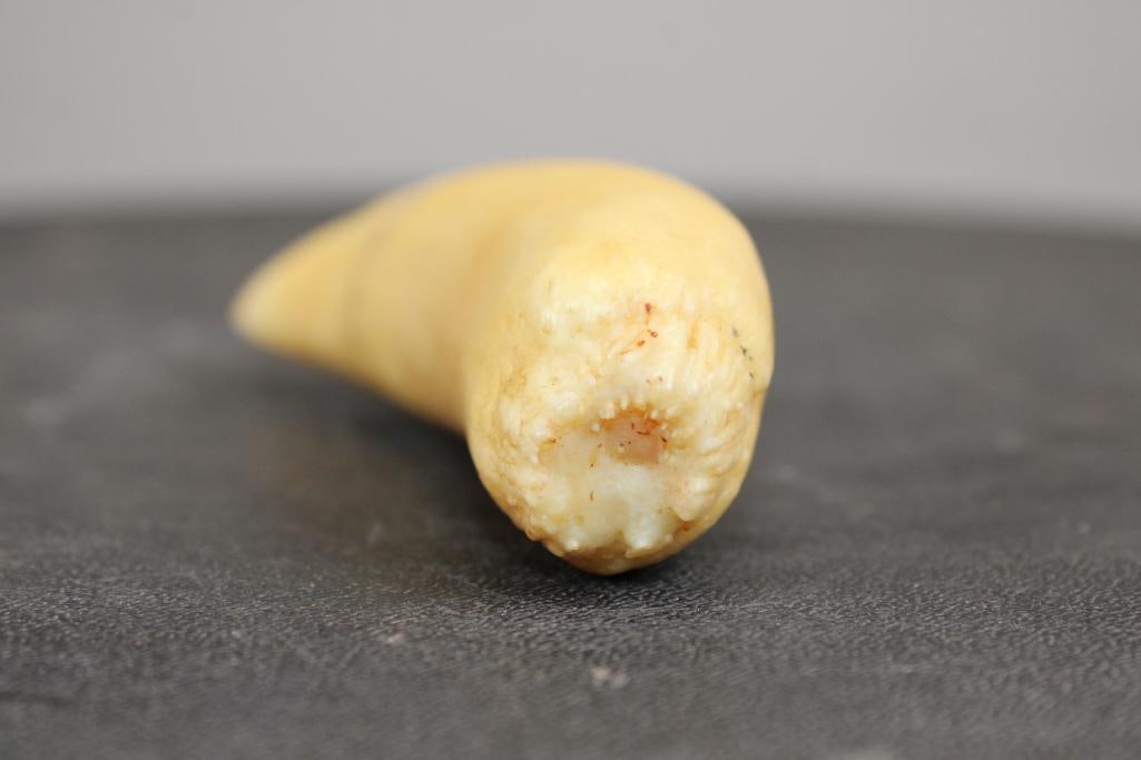 Pre 1972 ORCA WHALE Tooth - 5