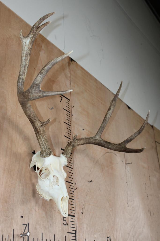 11-Point MULE DEER Skull - 2