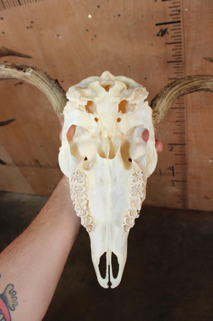 11-Point MULE DEER Skull - 7