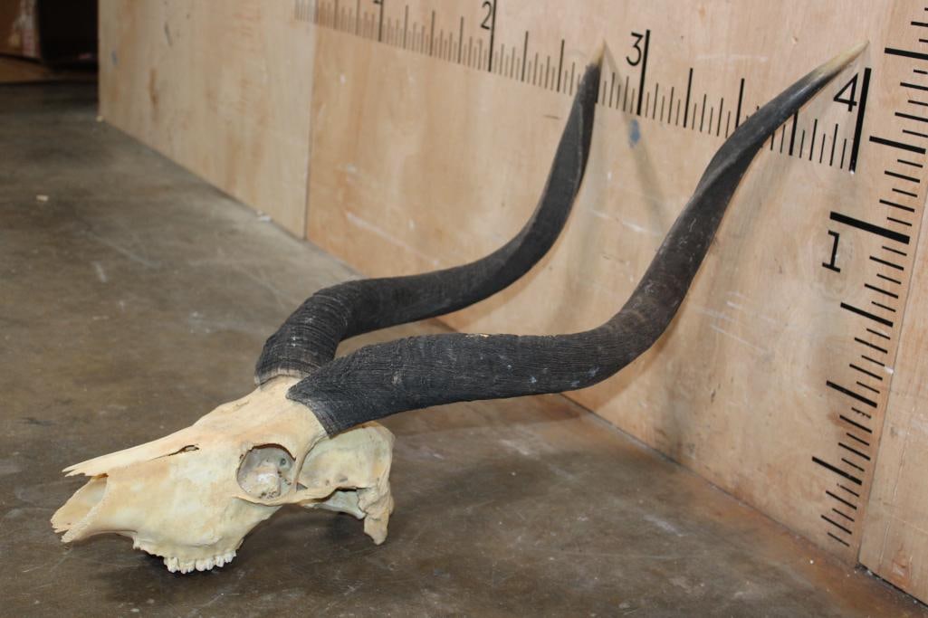 XL *Trophy Size* NYALA Skull with Removable Horns - 3