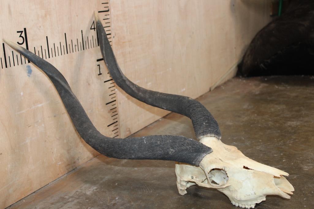 XL *Trophy Size* NYALA Skull with Removable Horns - 4