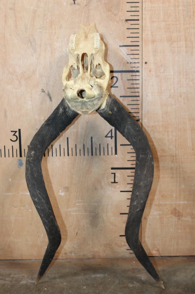 XL *Trophy Size* NYALA Skull with Removable Horns - 5