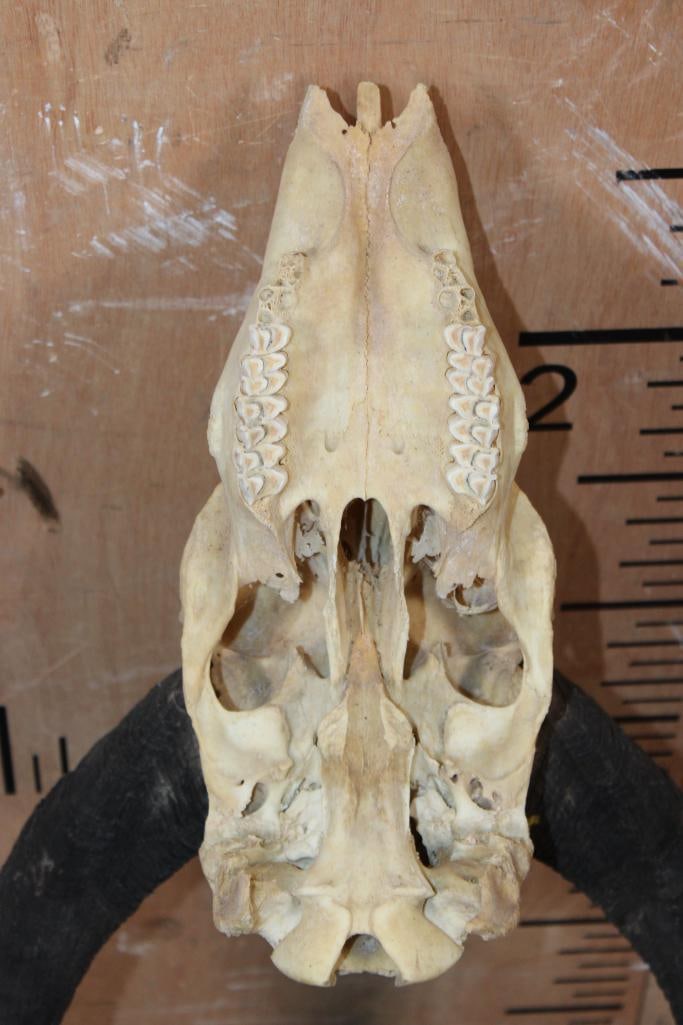 XL *Trophy Size* NYALA Skull with Removable Horns - 6