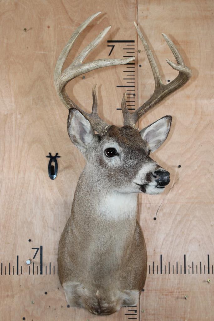 8-Point WHITETAIL DEER Shoulder Mount - 2
