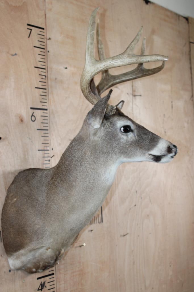 8-Point WHITETAIL DEER Shoulder Mount - 3