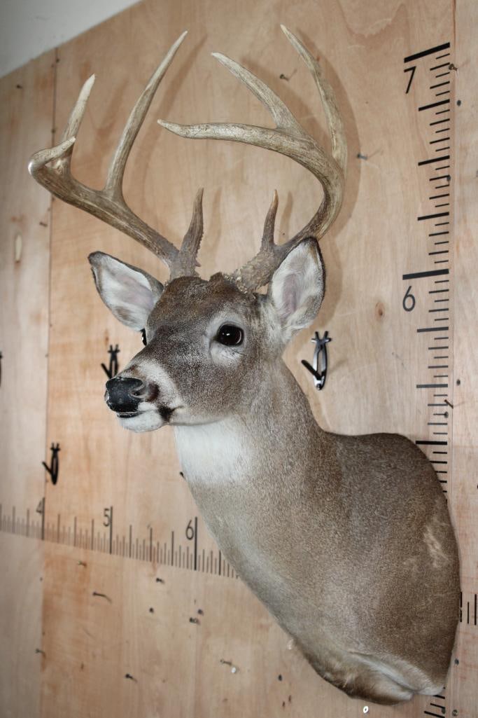 8-Point WHITETAIL DEER Shoulder Mount - 4
