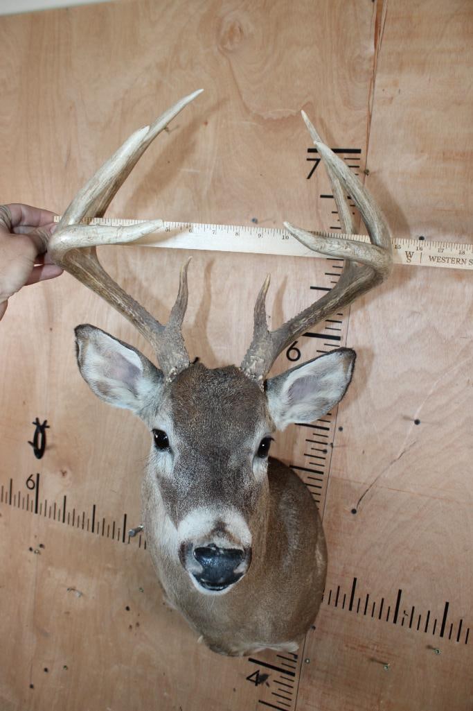 8-Point WHITETAIL DEER Shoulder Mount - 5