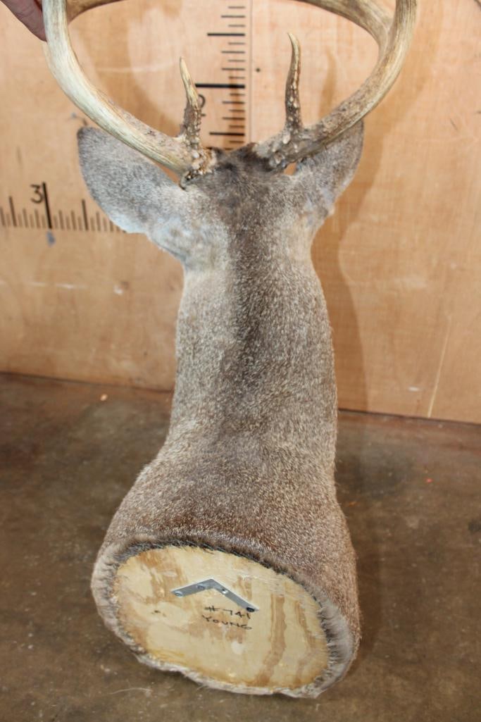 8-Point WHITETAIL DEER Shoulder Mount - 6