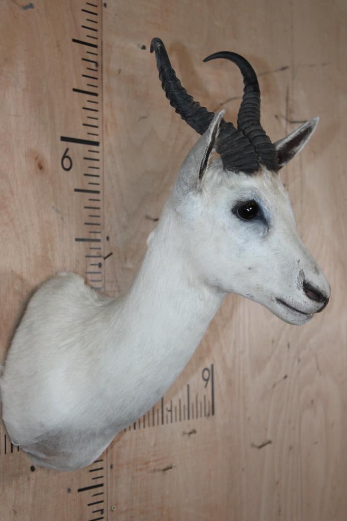 White SPRINGBOK Shoulder Mount - 2